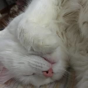 Meet your Posher, Billie